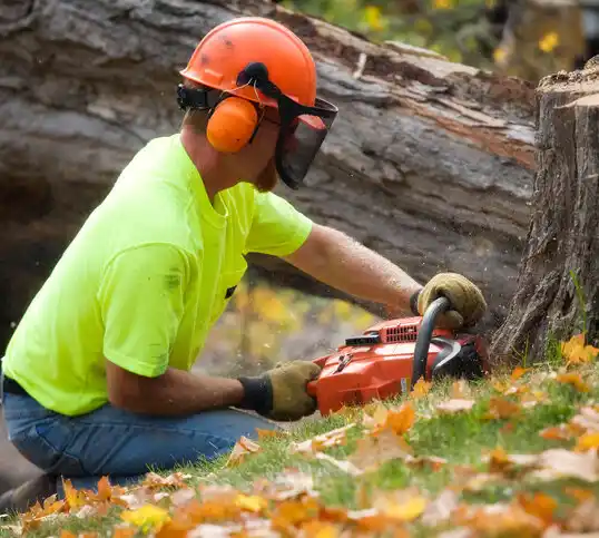 tree services Port Byron